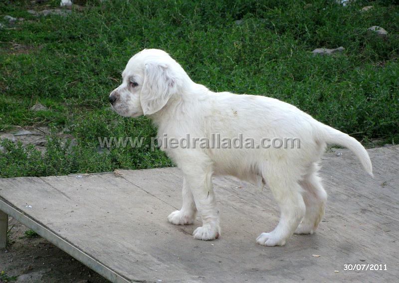 IMG_5853.JPG - El macho blanco (Odo)