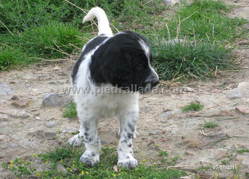 IMG_5867.JPG - Macho negro