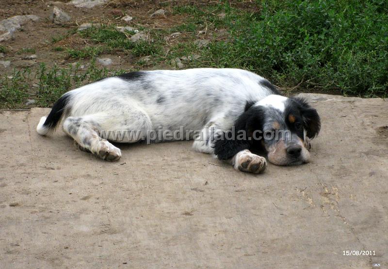 IMG_5929.JPG - El tricolor (Oto)