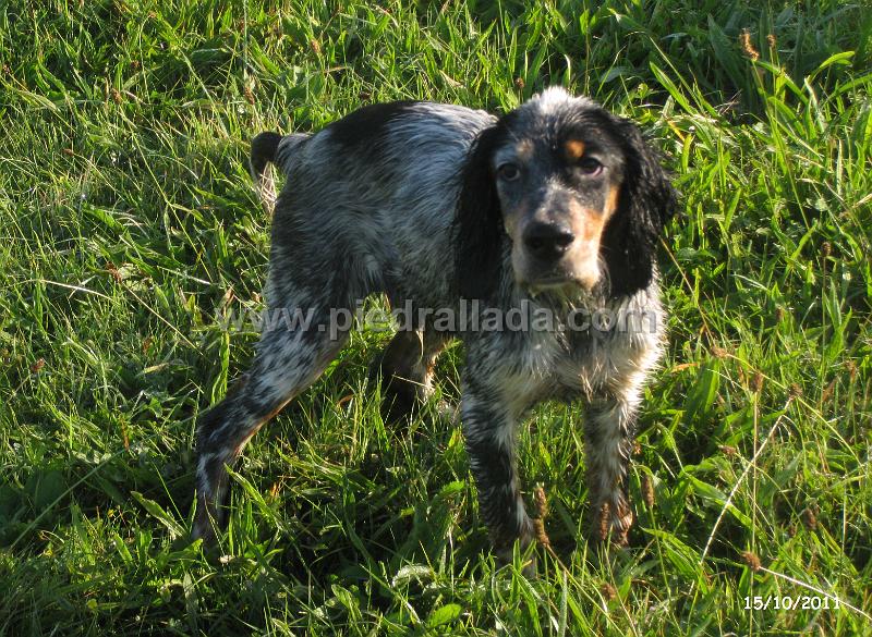 IMG_6199.JPG - Oto de Piedrallada con casi 4 meses