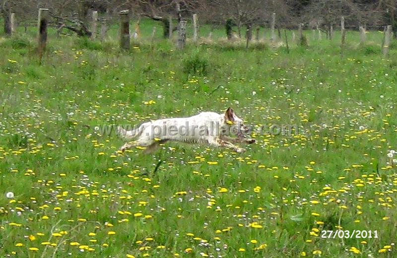IMG_5308.JPG - Nina al galope
