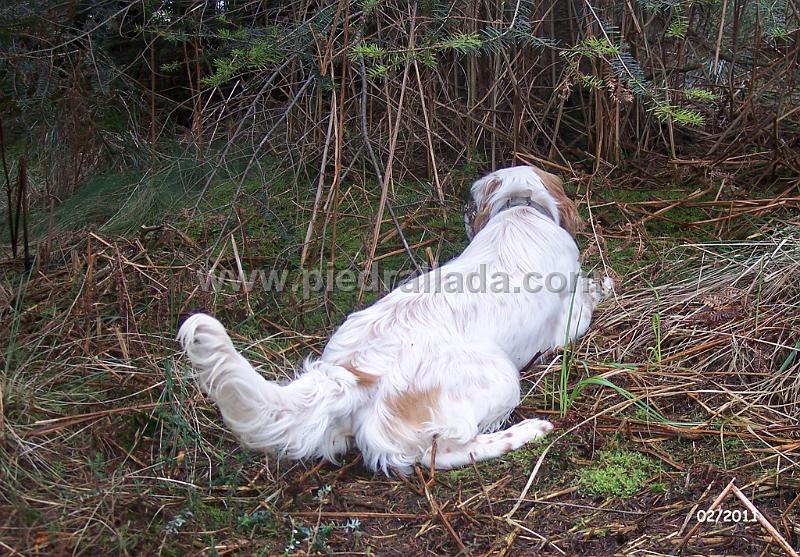 noa008.jpg - Noa con siete meses en muestra a becada